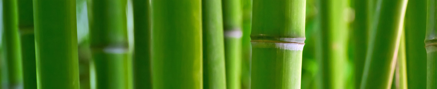 grüner Bambus